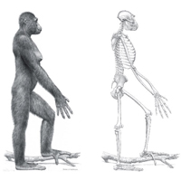 Обложка журнала Science за 18 декабря 2009 года: «Прорыв года — Ardipithecus ramidus» (фрагмент). Ардипитек — вероятный предок человека, обитавший на территории современной Эфиопии около 4,5 миллионов лет назад