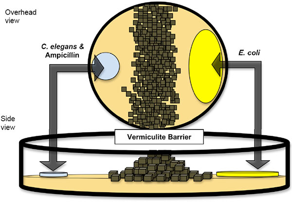 Схема экспериментальной установки. Молодых червей каждого нового поколения помещают в левую половину чашки (голубой кружок). Чтобы добраться до еды (желтый овал), они должны преодолеть вермикулитовый барьер. Слабые особи, перегруженные вредными мутациями, редко справляются с этой задачей. Рис. из дополнительных материалов к обсуждаемой статье в Nature