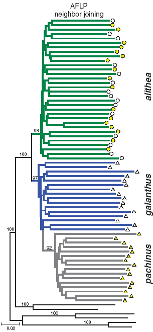 «Эволюционное древо» представителей трех видов бабочек рода Heliconius, основанное на анализе 800 участков генома. Цвет значков (кружков и треугольников) соответствует цвету крыльев. Рисунок показывает, что H. cydno pachinus и H. galanthus являются хорошо обособленными видами, а желтые и белые формы H. cydno pachinus образуют единую популяцию. Рис. из обсуждаемой статьи в Science