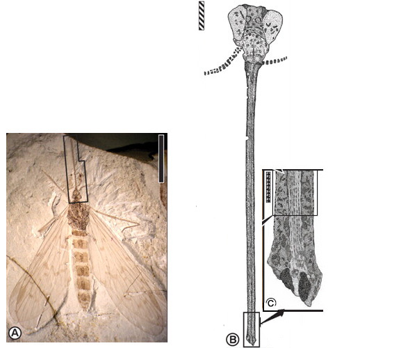 Один из превосходных отпечатков скорпионниц, которыми располагали исследователи; он происходит из позднеюрского местонахождения Внутренней Монголии. A — весь отпечаток (длина масштабной линейки 10 мм); B — прорисовка головы из рамки на рис. A (длина масштабной линейки 1 мм); C — прорисовка микрофотографии конца хоботка с деталями строения из рамки на рис. B (длина масштабной линейки 0,1 мм). Виден проводящий каналец в центре хоботка. Рис. из обсуждаемой статьи в Science