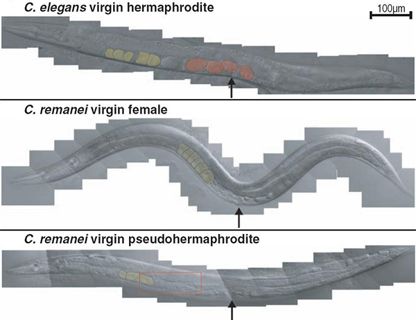 Сверху вниз: гермафродит C. elegans, самка C. remanei, искусственно выведенный «псевдогермафродит» C. remanei. Красным цветом выделены развивающиеся эмбрионы, желтым — яйцеклетки, красной рамкой обведен участок гонады (половой железы), в котором, наряду с яйцеклетками, развиваются также и спермии. Стрелкой обозначено половое отверстие. Фото из обсуждаемой статьи в Science