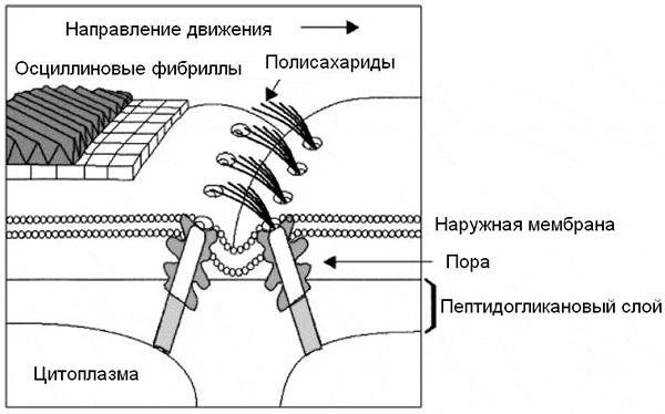 Рис. 2. Один из механизмов скользящего движения нитчатых цианобактерий. На рисунке показан участок трихома с границей между двумя клетками. Молекулы полисахаридов выталкиваются из специальных пор в направлении, противоположном направлению движения. Из-за косо расположенных осциллиновых фибрилл трихом может в ходе движения вращаться вокруг своей продольной оси. Рис. из статьи Mark J. McBride, 2001. Bacterial gliding motility: Multiple mechanisms for cell movement over surfaces