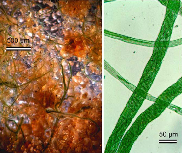 Рис. 3. Слева: поселение цианобактерий Microcoleus на рыхлом песчаном грунте (в пустыне в штате Колорадо); хорошо видны отдельные «веревки», оплетающие песок. Справа: «веревки» при большом увеличении; видно, что каждая веревка сплетена из множества трихомов. Трихомы микроколеуса гораздо тоньше, чем у изображенной на рис. 1 осциллатории, которая настоящих веревок не плетет. Фото из обсуждаемой статьи в PLoS ONE