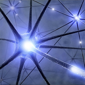 При развитии нейродегенеративных болезней вроде латерального (бокового) амиотрофического склероза нарушаются контакты между нервными и мышечными волокнами. Ученые постепенно подбирают вещества, такие как белок Hsp70 или микро-РНК-206, способные сохранить эти контакты и вызвать компенсаторный рост разрушенных синапсов. Изображение с сайта scientificamerican.com