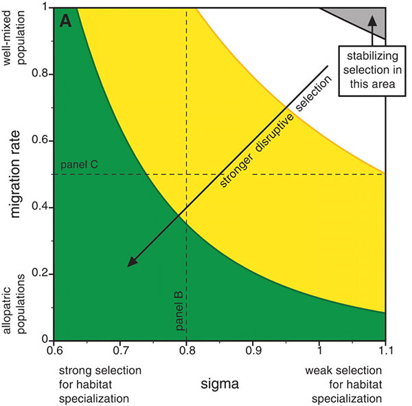 Рис. 4. Зависимость симпатрического видообразования от полового отбора. Рис. из обсуждаемой статьи в Science