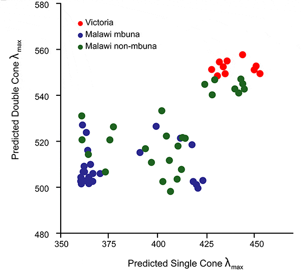 Рис. 3. Длина световых волн (нм), к которым наиболее чувствительны простые (коротковолновые) колбочки (горизонтальная ось) и двойные (длинноволновые) колбочки у цихлид из озер Виктория (красные точки) и Малави (зеленые и синие точки). Синие точки относятся к малавийским цихлидам из группы «мбуна» (эта группа приурочена к каменистым местообитаниям, в отличие от «утака», живущих в открытых водах). Рис. из обсуждаемой статьи в PLoS Biology