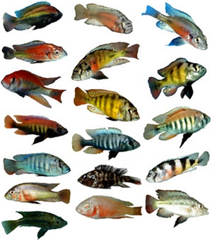 Рис. 2. В озере Виктория около 500 видов цихлид произошли от общего предка не более, чем за 120 тысяч лет. Рис. с сайта evolution2.narod.ru