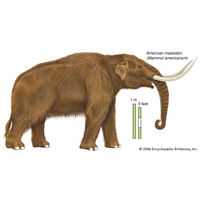 Микрофотография спор грибка из рода Sporormiella: отдельная концевая спора. Число таких спор в образцах позволяет судить о численности крупных млекопитающих. Фото с сайта www.pnas.org