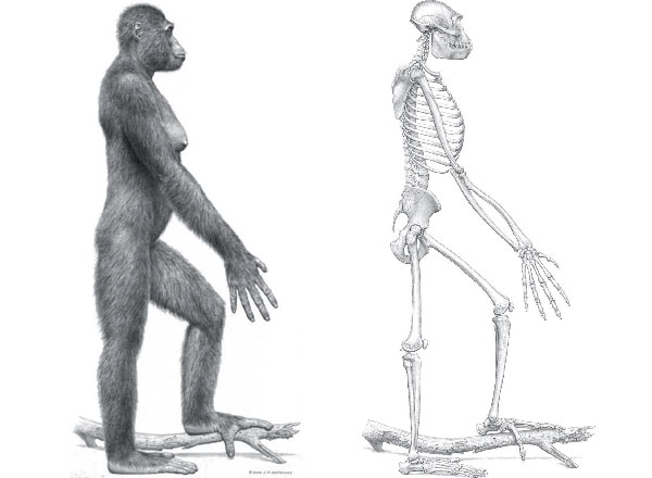 Арди ходила по земле на двух ногах, почти по-человечески, но большие пальцы ее ног были по-обезьяньи противопоставлены остальным пальцам. Такое строение ступней позволяло ей хвататься ногами за ветки, лазая по деревьям. Автор реконструкции — Джей Мэттернс. Иллюстрации из обсуждаемой статьи Ann Gibbons в журнале Science о «прорыве года» (слева) и из вводной статьи номера Science, посвященного ардипитеку (справа)
