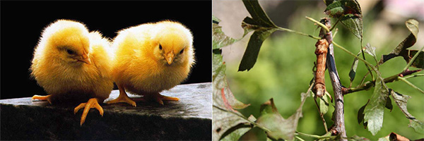 Хищники — в их роли выступают цыплята — и их жертвы — гусеницы пяденицы лунчатой. Фото с сайта a-pro1.narod.ru и из дополнительных материалов к обсуждаемой статье в Science