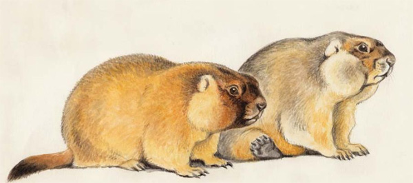 Байбак (Marmota bobak). Самец осенью в зимнем меху (справа) и в весеннем меху, после выхода из спячки (слева). Этот «двойной портрет» сделан В. Смириным на основе зарисовок старого самца, пойманного в заповеднике Стрелецкая степь и привезенного на Звенигородскую биостанцию. Из обсуждаемой книги В. Смирина