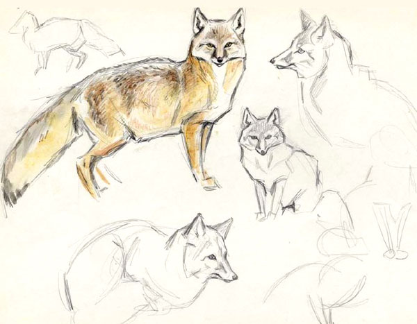 Степная лисица корсак (Vulpes corsac). Рисунок сделан В. Смириным в 1979 году в Московском зоопарке. Из обсуждаемой книги В. Смирина