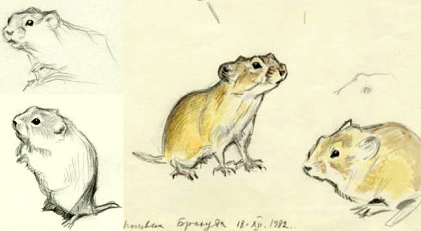 Полёвка Брандта (Lasiopodomys brandti). Фрагменты рисунков В. Смирина из обсуждаемой книги