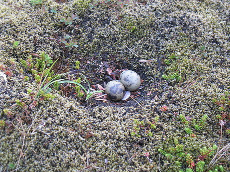 Незамысловатое гнездо полярной крачки среди тундровой растительности. Фото с сайта content4.eol.org