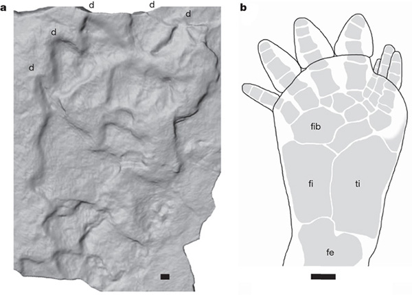 Слева — след из каменоломни в Польше; справа — реконструированный след Ichthyostega. Между двумя следами заметно явное сходство, хотя оно и не полное. Четко видны отпечатки пяти пальцев, а также можно легко представить, что углубления в следе отчасти соответствуют строению скелета стопы, щиколотки и колена. Длина масштабной линейки 1 см. Рис. из обсуждаемой статьи в Nature
