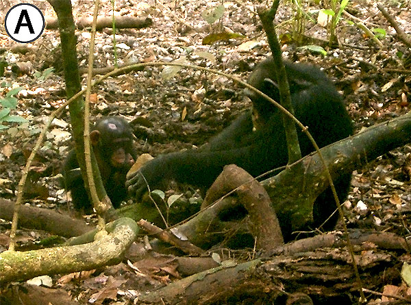 Взрослый самец шимпанзе колет орехи для своей маленькой приемной дочки. Фото из обсуждаемой статьи в PlosOne