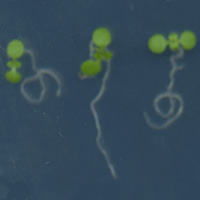 Проростки Arabidopsis thaliana