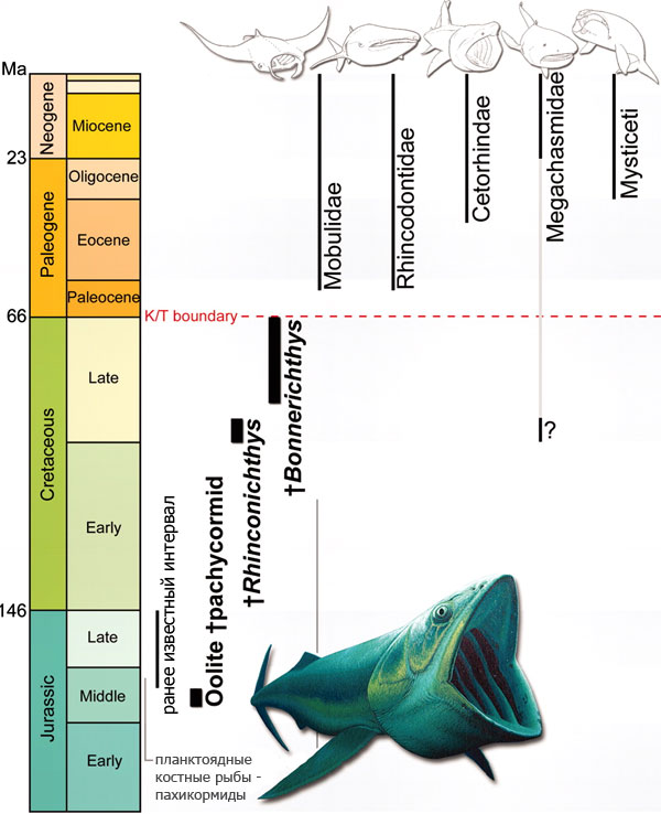 Стратиграфическое распространение (время существования) различных групп гигантских планктоядных позвоночных. Рис. из обсуждаемой статьи в Science