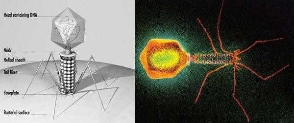 Схема строения бактериофага (слева) и электронная микрофотография фага Т4. Изображения с сайтов www.thenakedscientists.com и www.scienceclarified.com