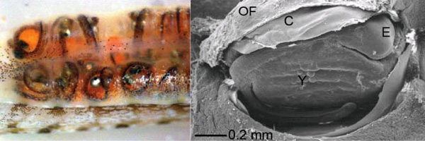Слева: эмбрионы в прозрачной сумке беременного самца. Справа: электронная микрофотография, демонстрирующая тесную связь между отцом и развивающимся эмбрионом. Y — желток, E — эмбрион, C — хорион (оболочка икринки), OF — наружная стенка сумки. Изображение из обсуждаемой статьи в Nature
