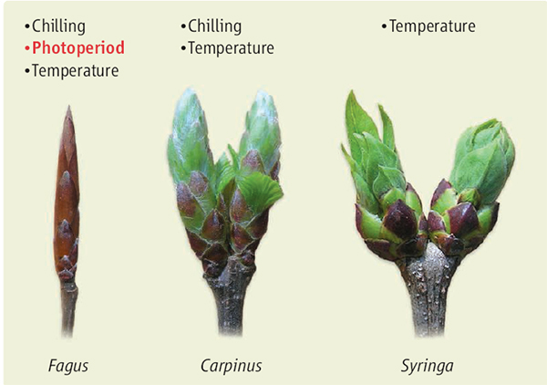 Три древесных растения с различными жизненными стратегиями: сирень (Syringa) — ранние стадии сукцессии, граб (Carpinus) — растение средней стадии сукцессии, и бук (Fagus) появляется на поздних стадиях сукцессии. Их вегетационный период регулируется различными факторами — они обозначены над каждым растением. Рисунок из обсуждаемой статьи в Science