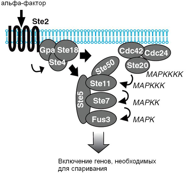 Рис. 1. Схема сигнального каскада, запускающего программу «брачного поведения» у дрожжей. Рисунок из обсуждаемой статьи в Science