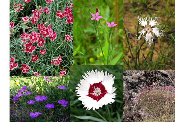 Различные виды европейских гвоздик (слева направо сверху вниз): Dianthus spp., \&\#39\;Pixie\&\#39\; Dianthus armeria, Dianthus arenarius, Dianthus amurensis, Dianthus plumarius, Dianthus graniticus