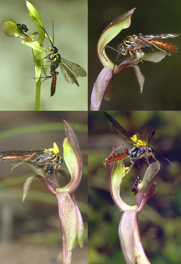 Рис. 5. Серия снимков, показывающая, как самец перепончатокрылого Neozeleboria cryptoides, принимая за самку специальные выросты цветка орхидеи Chiloglottis trapeziformis, пытается спариваться с цветком и при этом переносит комочек пыльцы (поллинарий) с одного цветка на другой. Снимки профессора Рода Пиколла (Rod Peakall) с сайта www.anu.edu.au