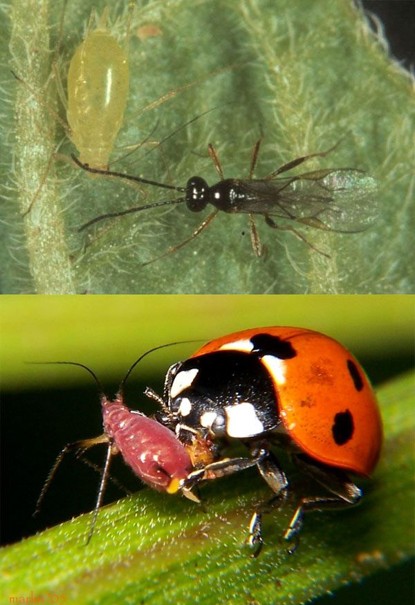 Паразитическая оса Aphidius ervi (вверху) предпочитает откладывать яйца в тлей зеленого цвета, красные тли ее интересуют существенно меньше. Божьи коровки (внизу), напротив, предпочитают охотиться на красных тлей (фото с сайтов www.hdc.org.uk и www.cirrusimage.com)