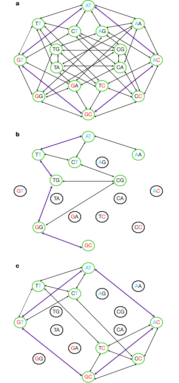 Рис. 4. Пространство последовательностей можно изобразить в виде графа, вершины которого соответствуют разным последовательностям (в данном случае показаны последовательности из двух нуклеотидов), а рёбра — единичным эволюционным событиям (нуклеотидным заменам). Рисунок из обсуждаемой статьи в Nature