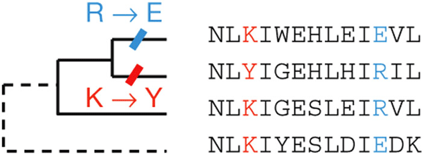 Рис. 3. Принцип анализа белковых последовательностей, примененный в обсуждаемой работе. Для определения направленности аминокислотных замен (ведут ли они к увеличению или уменьшению сходства с другими гомологичными последовательностями) использовались четверки гомологичных белков, родственные отношения между которыми изображены в виде дерева. Рисунок из обсуждаемой статьи в Nature