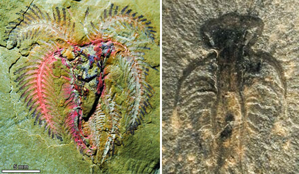 Слева Marella из ордовика (480 млн лет) и справа — из кембрия (513 млн лет). Фото из обсуждаемой статьи в Nature и с сайта cbc.ca