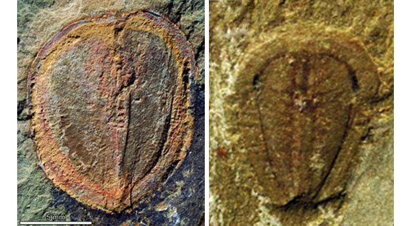 Слева Skania из ордовика (480 млн лет) и справа — из кембрия (513 млн лет). Фото из обсуждаемой статьи в Nature и из статьи Jih-Pai Lin et al., 2006