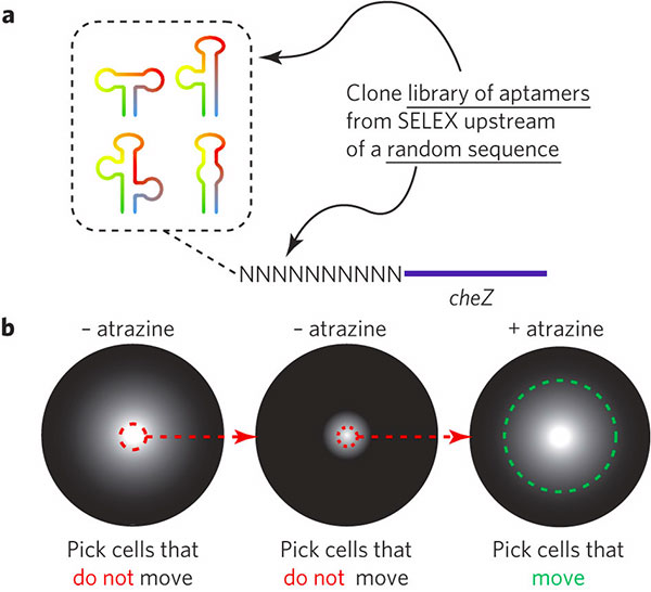 Схема получения рибопереключателя. а — с помощью методики Selex создаем библиотеку аптамеров со средним сродством к лиганду из случайных последовательностей РНК и «пришиваем» к каждому из них ген cheZ. b — трансформируем дефицитные по cheZ бактерии с помощью полученной библиотеки. Выбираем неподвижные колонии клеток на среде без атразина и подвижные на среде с атразином. Изображение из обсуждаемой статьи в Nature Chemical Biology