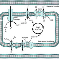 Рис. 1. Дыхательная цепь переноса электронов в митохондрии