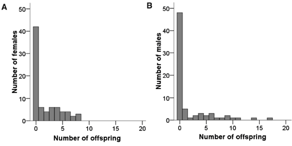 Число доживших до зрелости потомков у самок (слева) и самцов (справа). По горизонтальной оси — число взрослых потомков, по вертикальной — число самок или самцов, оставивших такое число потомков. Видно, что разброс по репродуктивному успеху у самцов больше, чем у самок, но ненамного. Рис. из обсуждаемой статьи в Science