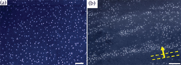 Рис. 3. (a) Паутинная вихревая решетка в MgB2 при температуре 4,2 К во внешнем магнитном поле с индукцией 0,0001 Тл. (b) Вихревая решетка диборида магния, находящегося при той же температуре, но в поле 0,0005 Тл. Изображения из статьи Victor Moshchalkov et al. Type-1.5 Superconductivity // Physical Review Letters, 102, 117001 (2009)