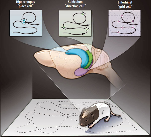 Рис. 1. Крысенок исследует пространство. Каждая «клетка места» (place cell) в гиппокампе возбуждается при попадании животного в определенное место в пределах изучаемого помещения. Каждая «клетка направления» (direction cell) в субикулуме (основании гиппокампа) возбуждается, когда голова поворачивается в определенную сторону. Каждая «клетка сетки» (grid cell) в энторинальной коре возбуждается при пересечении животным узлов мысленной координатной сетки. Рис. из обсуждаемой статьи Palmer & Lynch