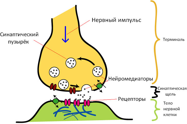 Структура синапса. Изображение с сайта ru.wikipedia.org