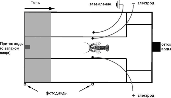 Рис. 2. Схема экспериментальной установки. Проголодавшегося рака выпускали в правую часть аквариума, после чего он шел влево, на запах пищи. Когда рак достигал первого фотодиода, на него начинала надвигаться тень. При помощи электродов регистрировали активность медиальных гигантских нейронов, которые управляют ударами хвоста. Рисунок из обсуждаемой статьи в Proceedings of the Royal Society B