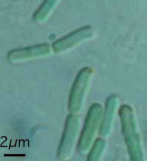 Thermosynechococcus elongatus. Фото с сайта www.wired.com