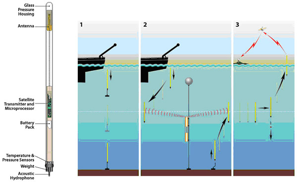 Рис. 3. Схема устройства глубинных поплавков RAFOS (рис. слева), используемых для изучения течений. Аббревиатура RAFOS — это перевернутое SOFAR (SOund Fixing And Ranging — «фиксация и слежение за звуком» — название предыдущей модели поплавков). Каждый поплавок заключен в стеклянную трубку длиной 2 м. Весит он около 10 кг. Вверху камера со сжатым воздухом (поплавок), внизу — груз. Внутри находится антенна, батарея, датчики температуры и давления, а также устройство, передающее данные на спутник. С борта судна поплавок опускается на дно (рис. 1), а потом, через запрограммированное время, сбрасывает груз и поднимается до заданной глубины. Или в другом варианте (рис. 2) сразу с корабля направляется до нужной глубины. В конце запрограммированного срока (может работать до 2 лет) поплавок сбрасывает груз, поднимается к поверхности и передает всю накопленную за время работы информацию двум спутникам. Со спутников информация поступает на компьютеры исследователей. С сайта: http://www.whoi.edu/