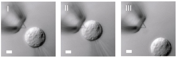 3D-зонд на основе полевого нанотранзистора, приближающийся к клетке (I), проникающий в клетку (II) и покидающий ее (III). Изображение из обсуждаемой статьи в Science
