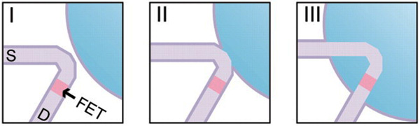 Погружение в клетку 3D-нанозонда с фосфолипидной смазкой. Темно-фиолетовым цветом показаны фосфолипидные слои, розовым — участок нанопроволоки с небольшим содержанием легирующей примеси, светло-фиолетовым — участок нанопроволоки с большим количеством легирующей примеси, а голубым — цитозоль. Изображение из обсуждаемой статьи в Science