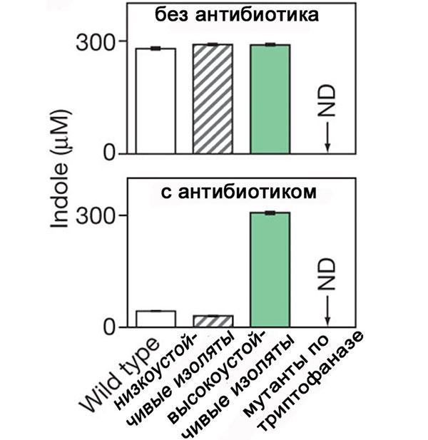 Исходный штамм и низкоустойчивые изоляты без антибиотиков вырабатывают индол, а в условиях лекарственного стресса прекращают его производство. Зато устойчивые мутанты вполне успешно продуцируют индол и с антибиотиком, и без него. Рис. из обсуждаемой статьи в Nature