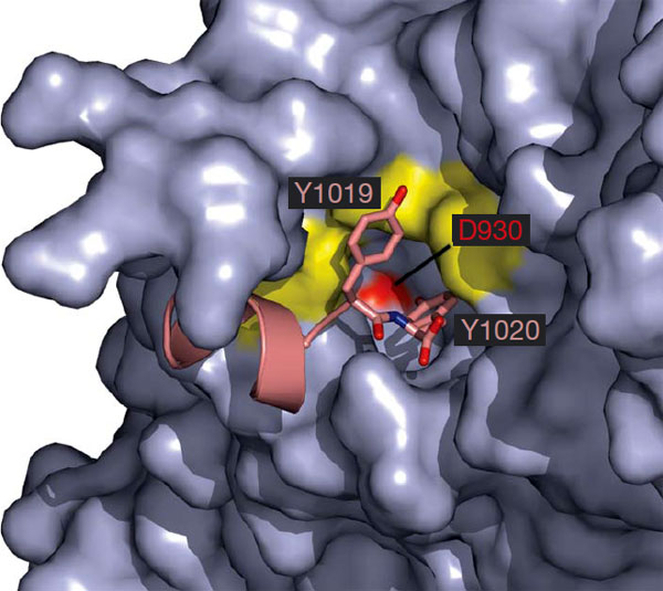 Полость, ведущая от C-конца белка к аминокислоте аспартату, на который «сядет» цитоплазматический протон. Палочка указывает на аспартат (D930), показанный красным; Y1019 и Y1020 — остатки тирозина; желтым цветом показаны участки, мутации в которых вызывают гемиплегическую мигрень. Изображение из обсуждаемой статьи в Nature