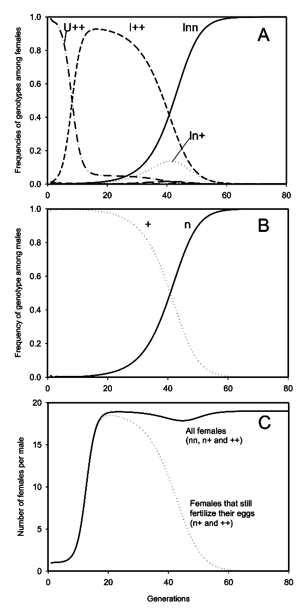 Эволюция модельной популяции (при одном из реалистичных наборов входных параметров). А — частоты генотипов у самок. U — незараженные, I — зараженные, n — рецессивный аллель «функциональной девственности», + — предковый аллель того же гена, не препятствующий оплодотворению. B — частоты генотипов у самцов. C — число самок, приходящихся на одного самца. Сплошная линия — все самки, точечная линия — самки, способные к оплодотворению (с генотипами n+ и ++). Рисунок из обсуждаемой статьи в BMC Evolutionary biology