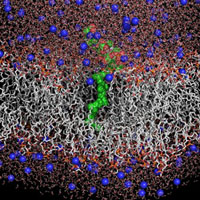 Липид-II в бактериальной мембране