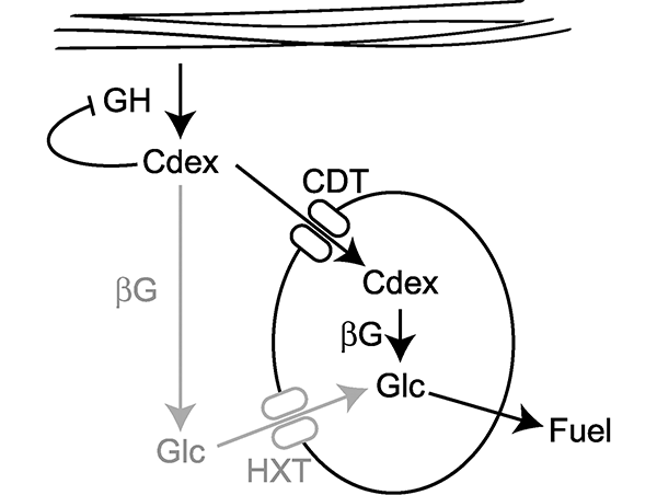 Работа дрожжей, содержащих транспортер для целлодекстринов и внутриклеточную бета-галактозидазу. Рисунок из обсуждаемой статьи в Science