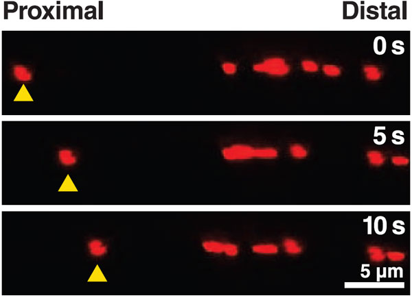 Митохондрия (отмечена желтым треугольником) антероградно (то есть от тела клетки к синапсу) передвигается по аксону. Изображение из обсуждаемой статьи в Science
